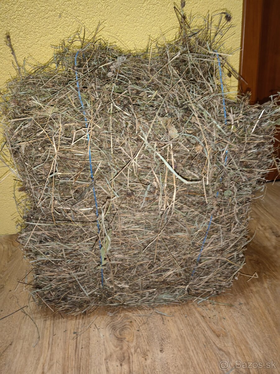 Zakrslý králik s ohradou - 11