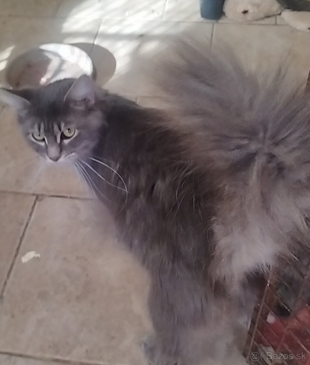 Mainska mývalia mačka - 11