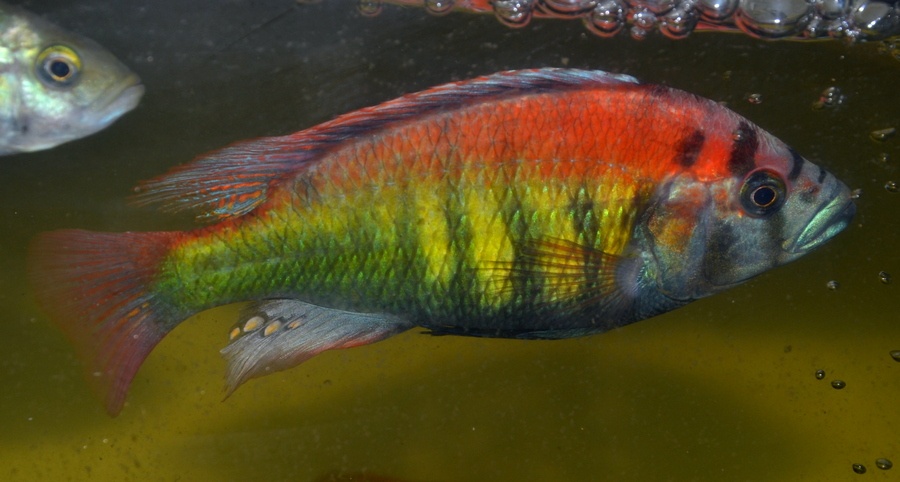 AFRICKÉ CICHLIDY - 11