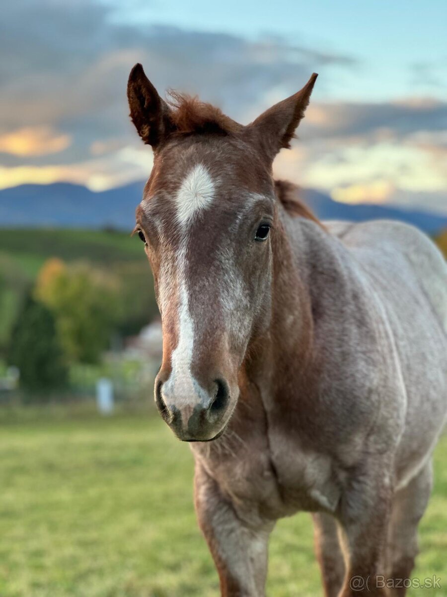 Kobyla Quarter horse - 11