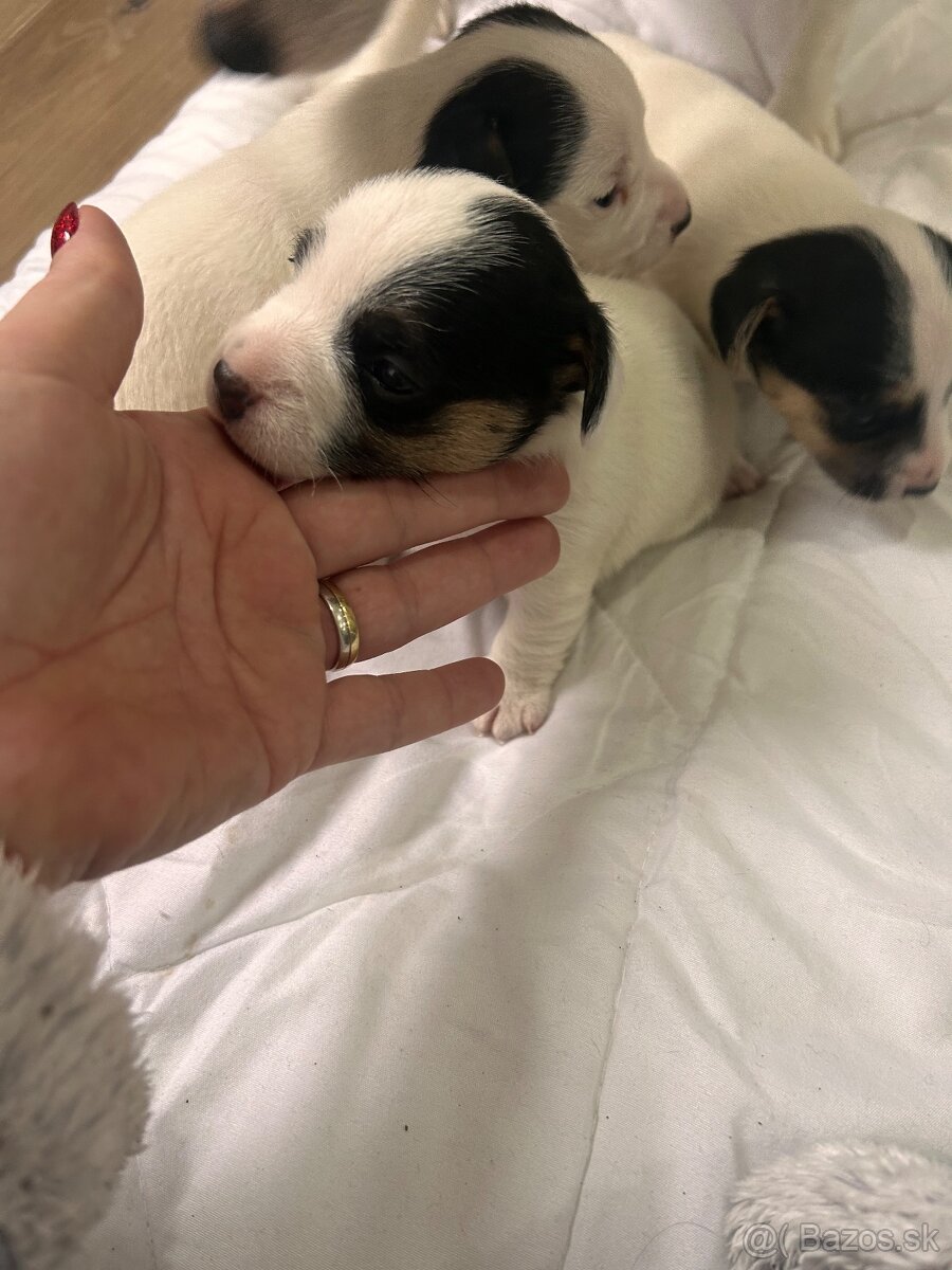 Jack Russel teriér - 11