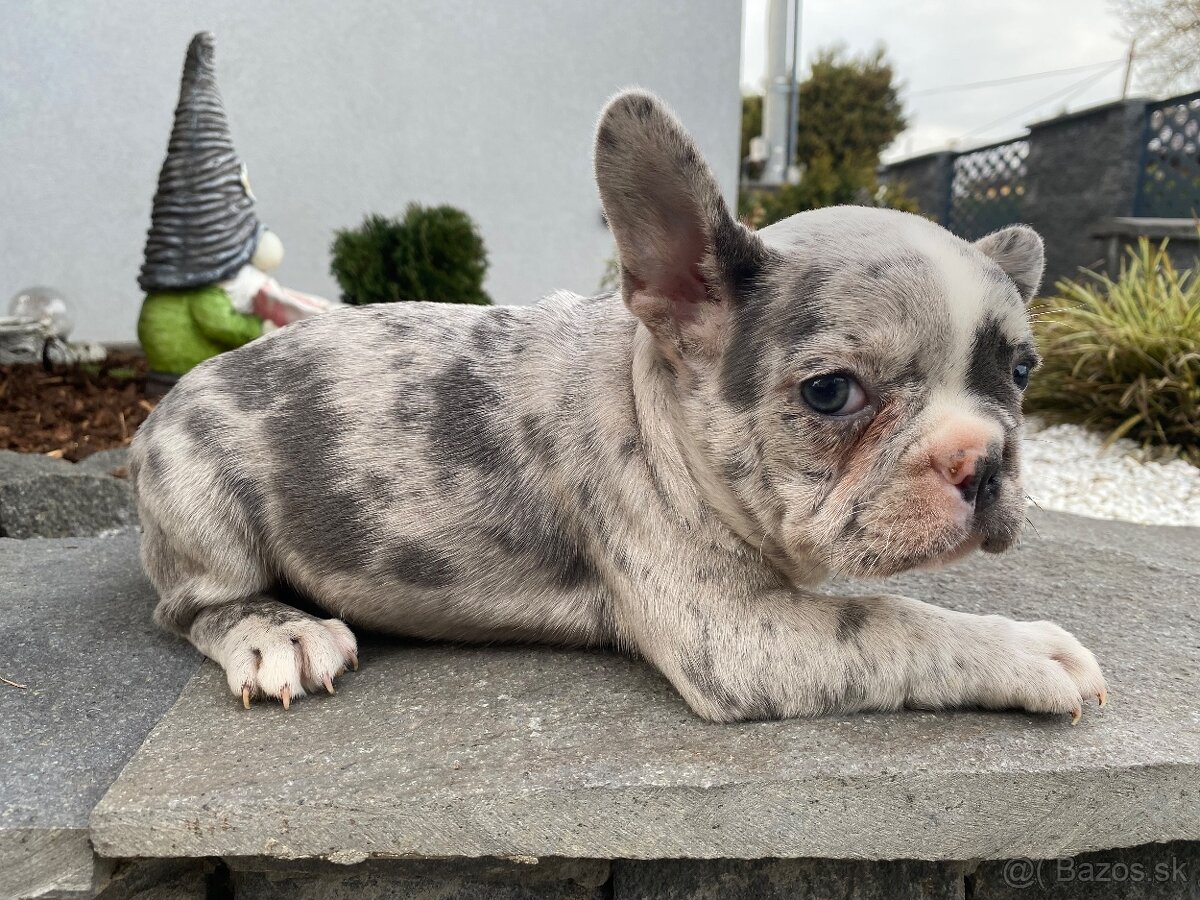 Francuzsky buldoček - 11