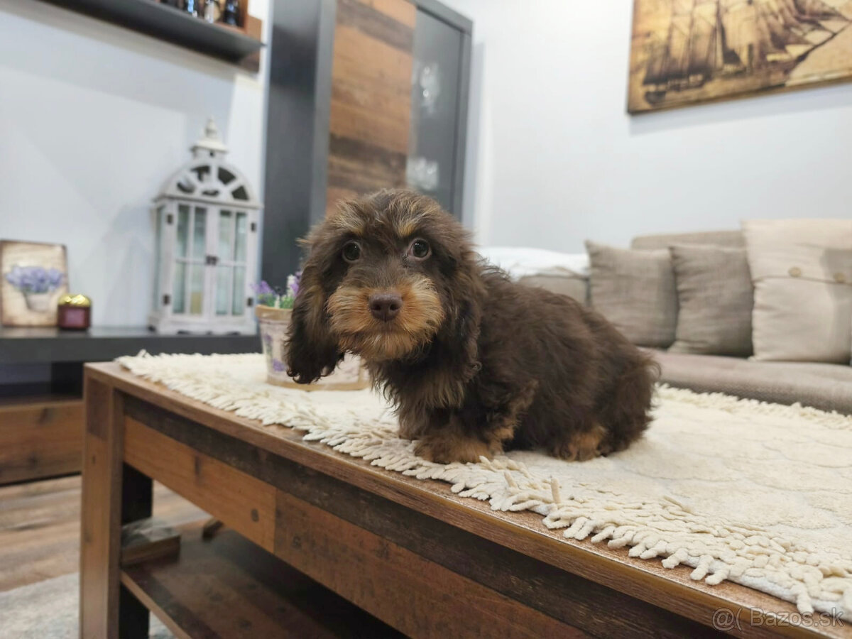 jazvečík trpasličí králičí - 11