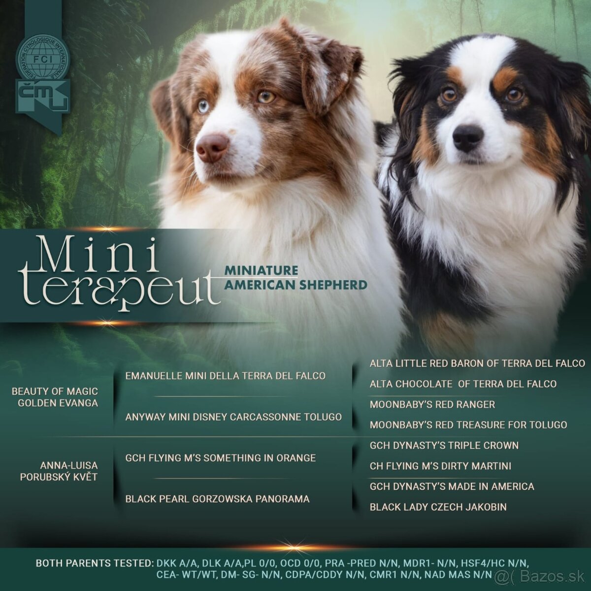 Miniaturní Americký ovčák s PP - 11