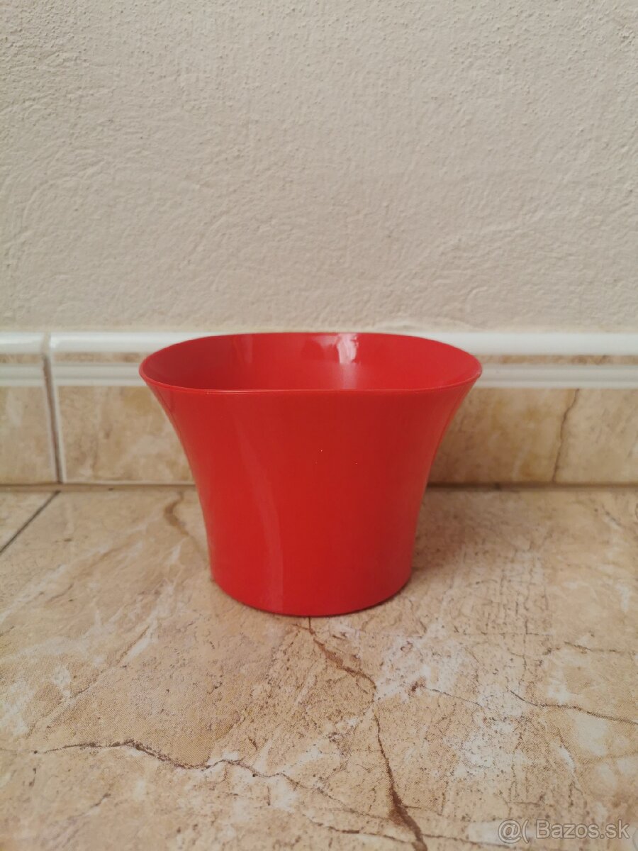 Izbové rastliny - 11