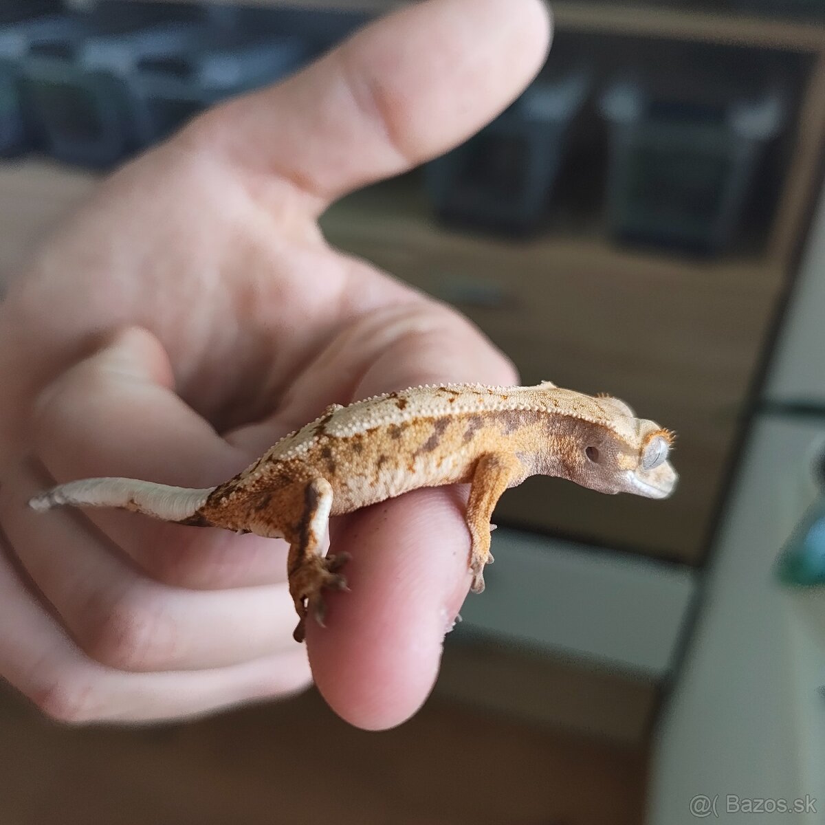 Pagekon riasnatý/Correlophus ciliatus - 11