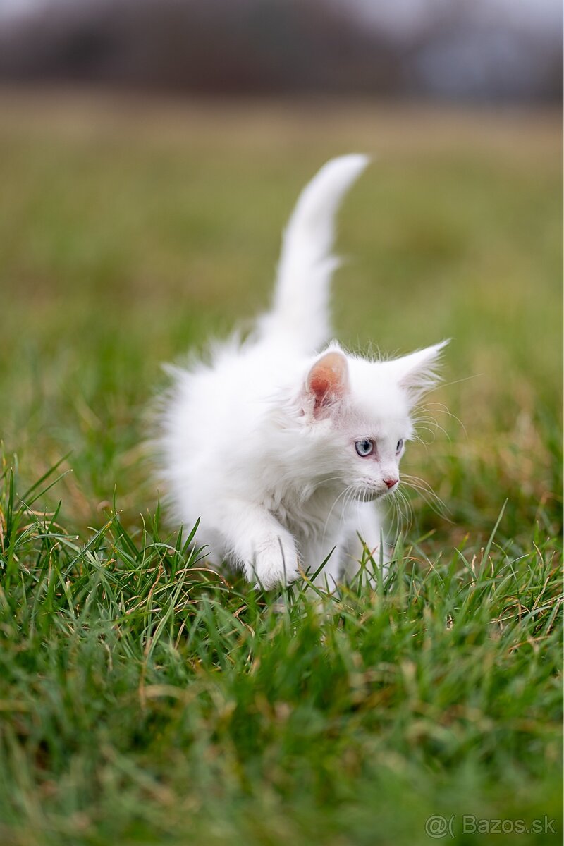 Mačiatka maine coon - 11