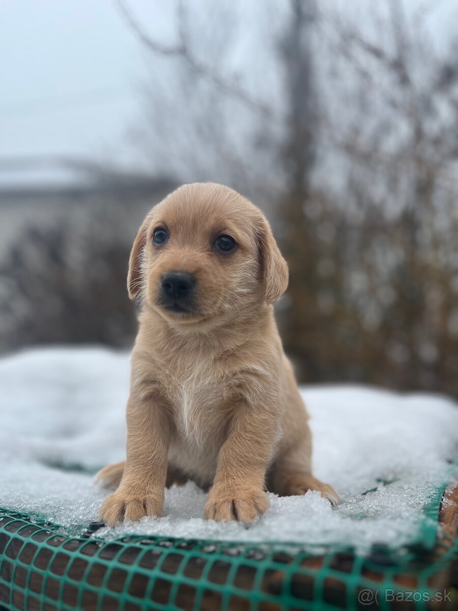 Darujem šteniatka - 11