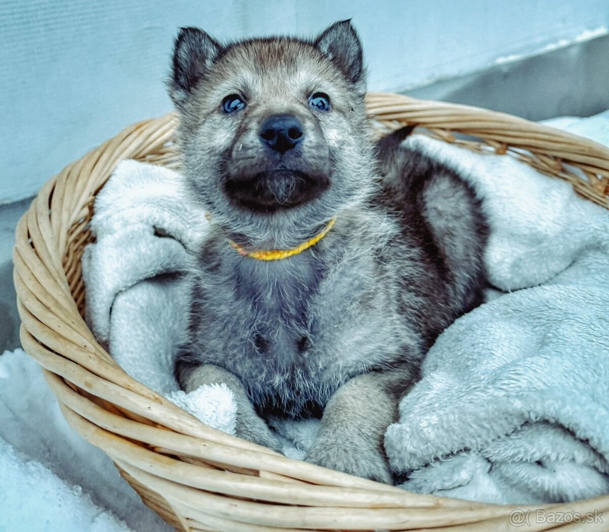 Československý vlčiak s PP - 11