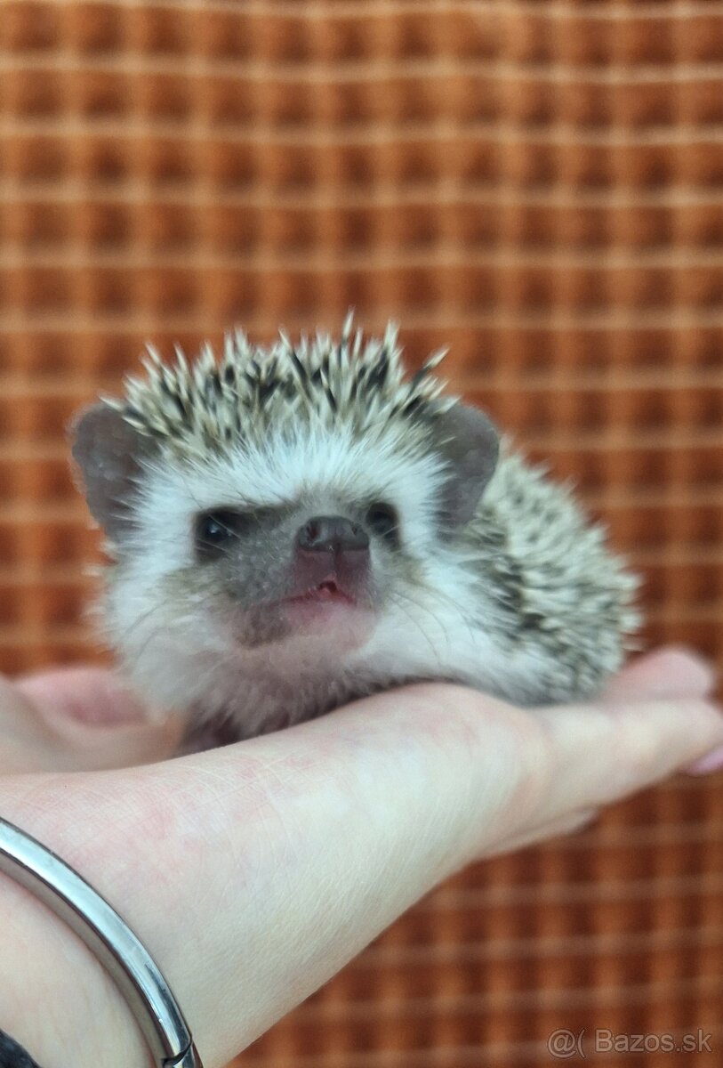 Ježko africký bielobruchý-samička - 11