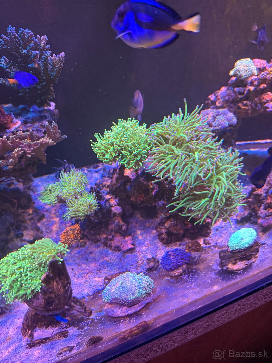 Morské Akvárium 170x60x60 - 11