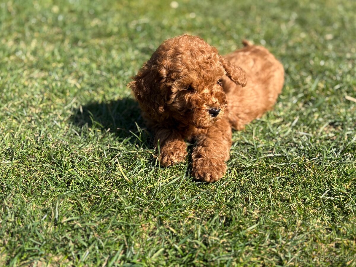 Pudel, pudlik toy / trpaslik - 11