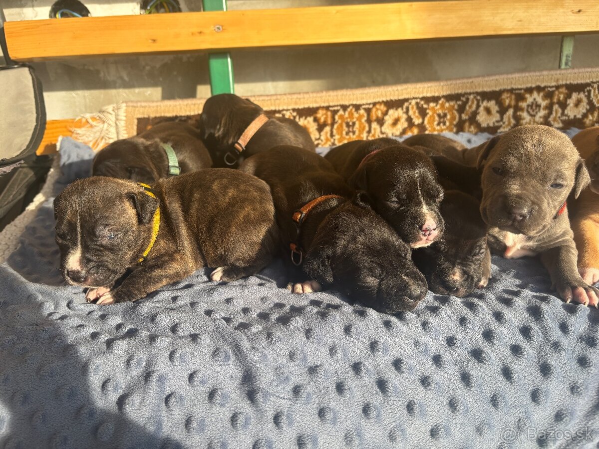 Americký stafordsirsky terier, Stafford, amstaf - 11