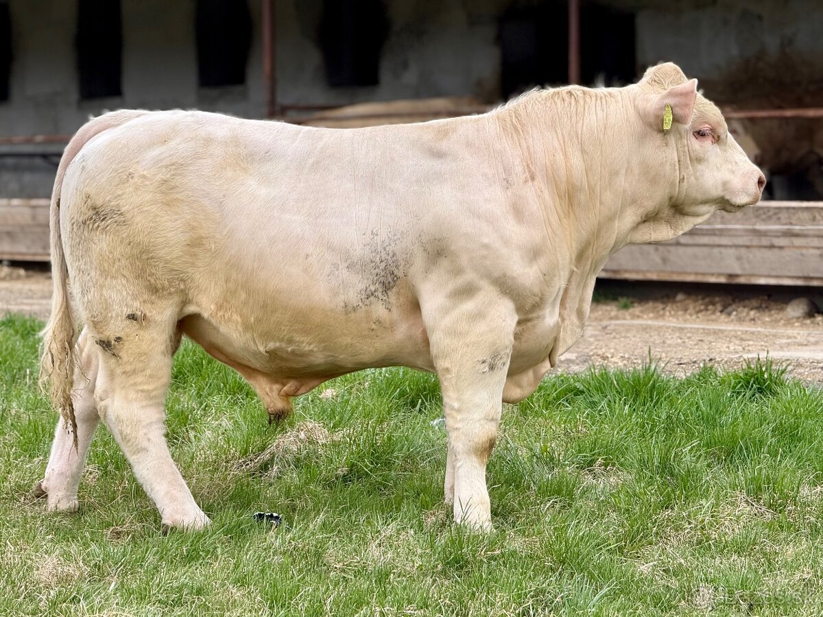 Plemenné býky - 11