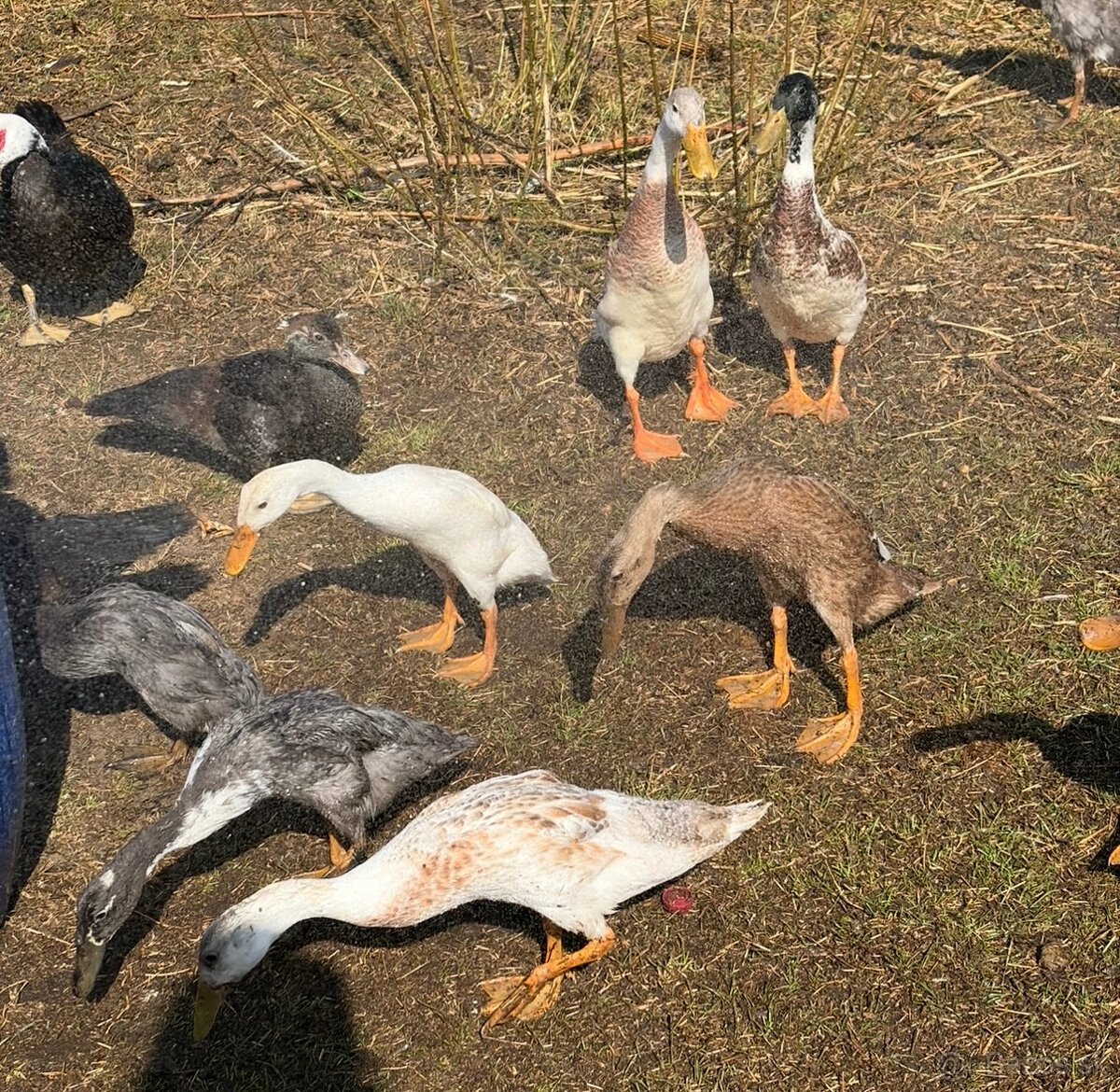 Husy kačice indické bežce - 11