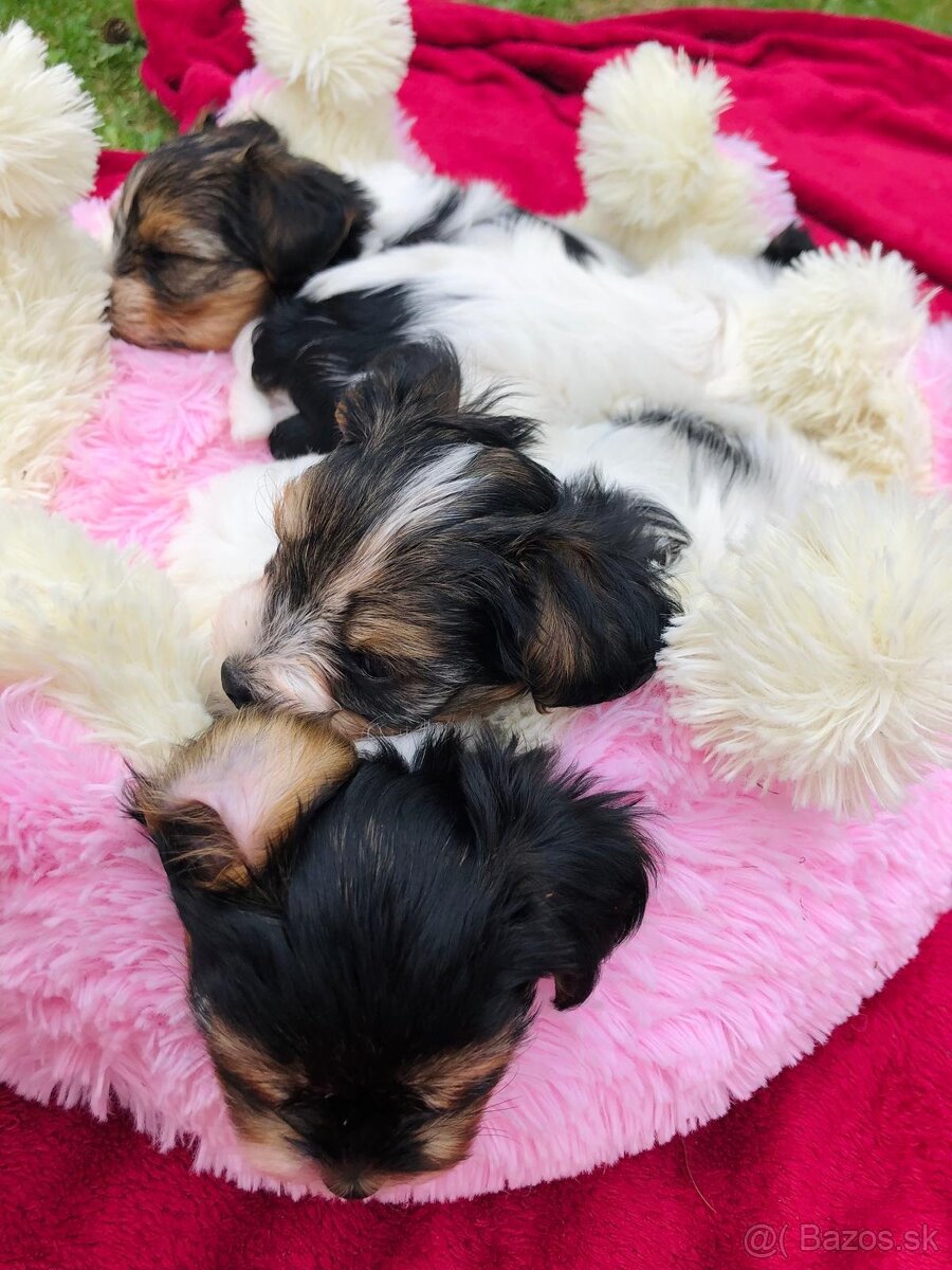 Predám Yorkshire Biwer Terrier - 11