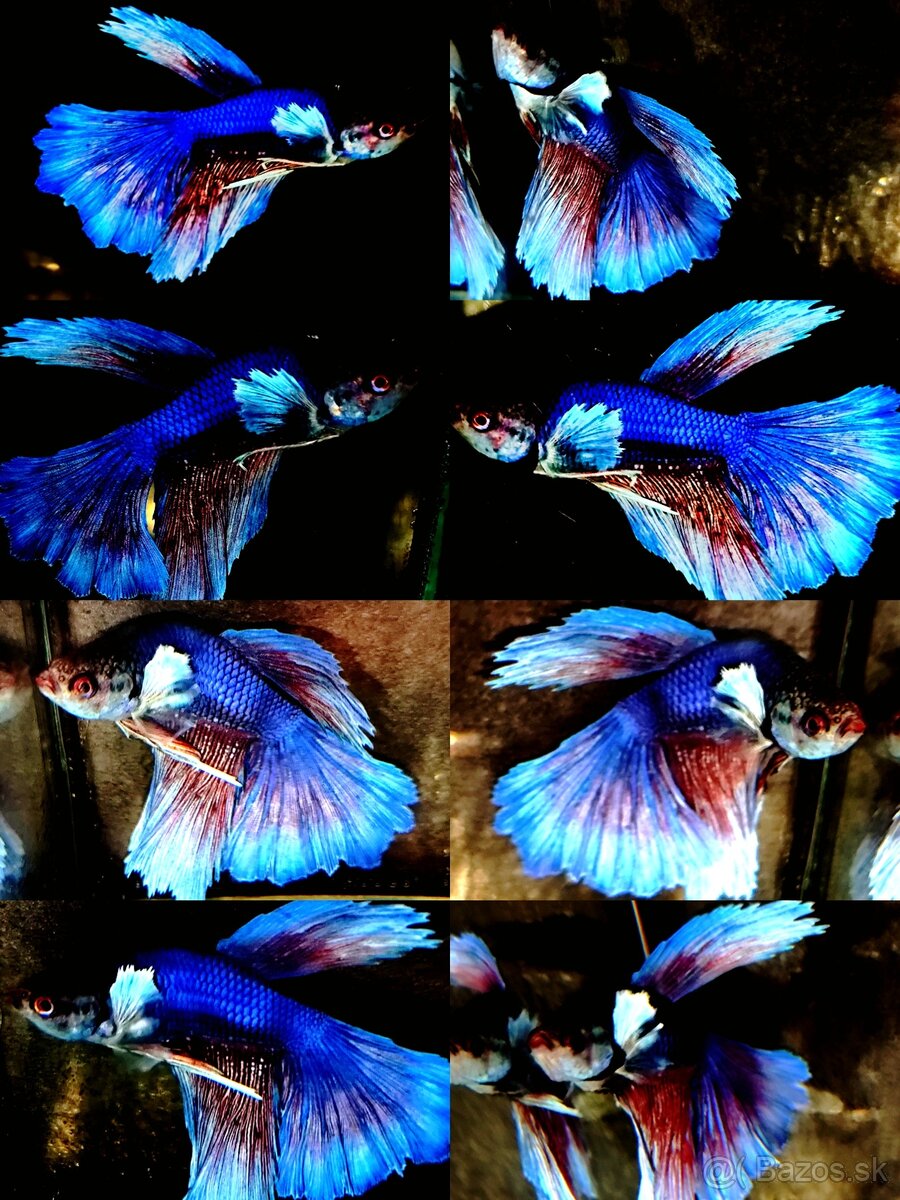 Betta Splendens - Bojovnica Pestrá. - 11