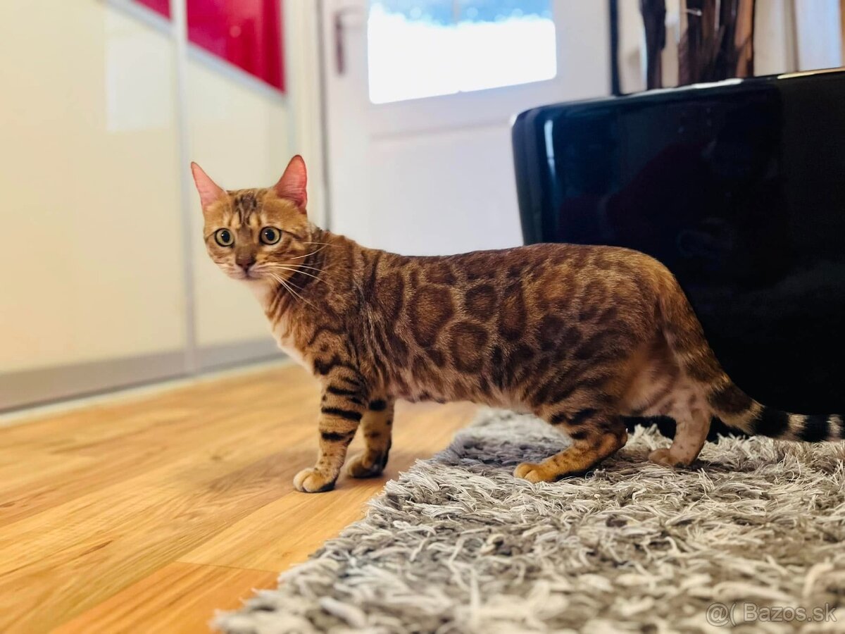 Bengalska mačka - 11