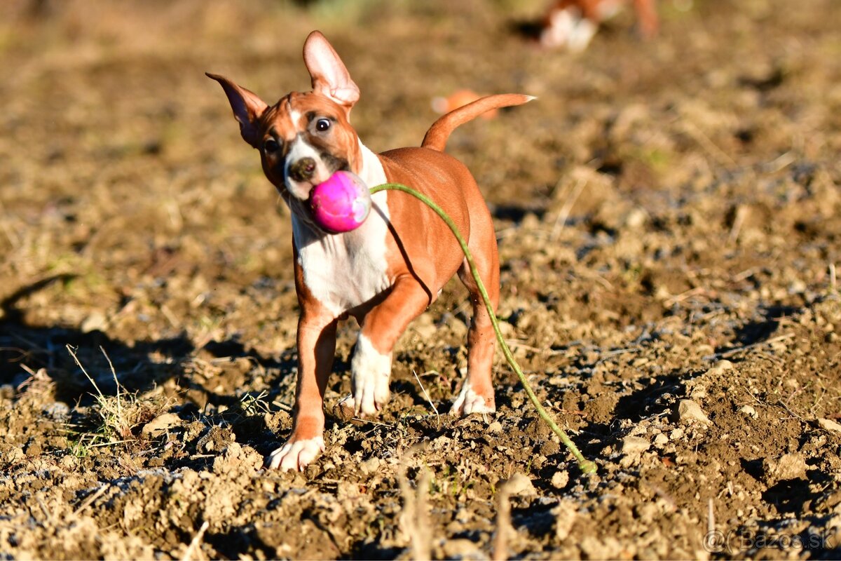 Psík Americký stafordšírsky teriér s pp - 11