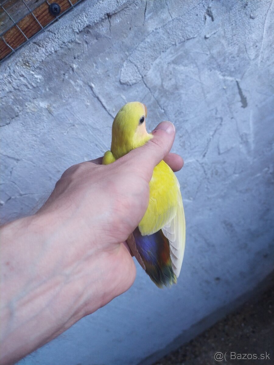 Agapornis Ruzovohrdly - mladé 2025 - 11