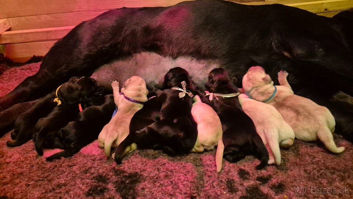 Labrador retriever - šteniatka - 11