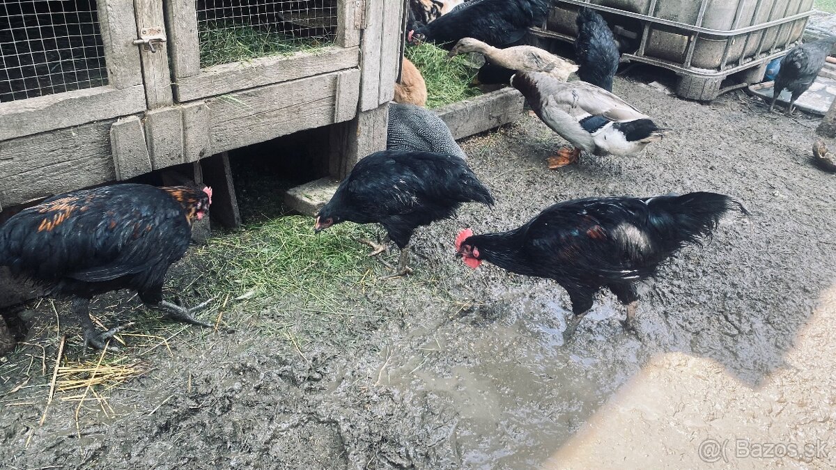 Predám kohútov vyliahnutých 29.1. 2025 - 11