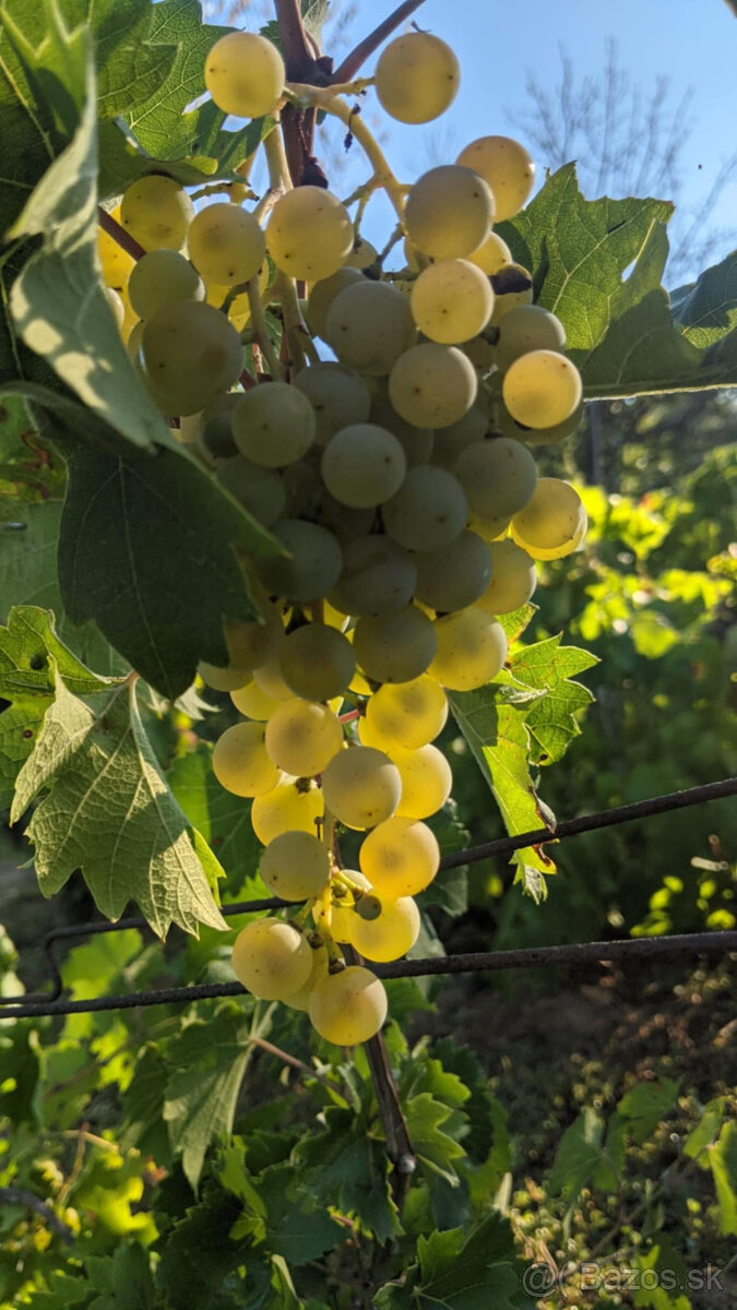 Predám viničný domček s pozemkom - 11