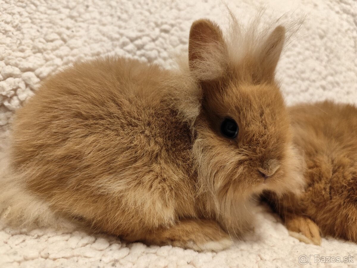 Teddy Hegyeshalom - 11