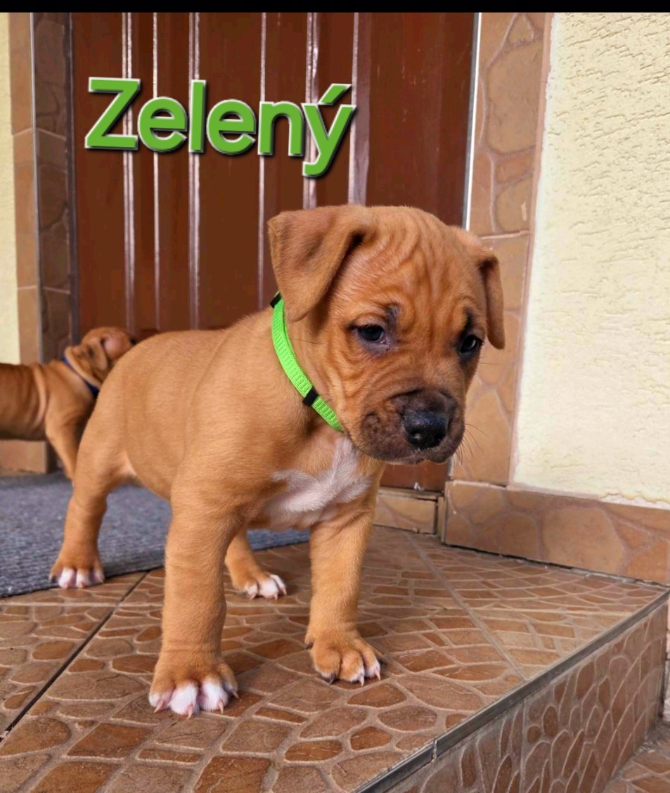 Americký stafordširský teriér - 11