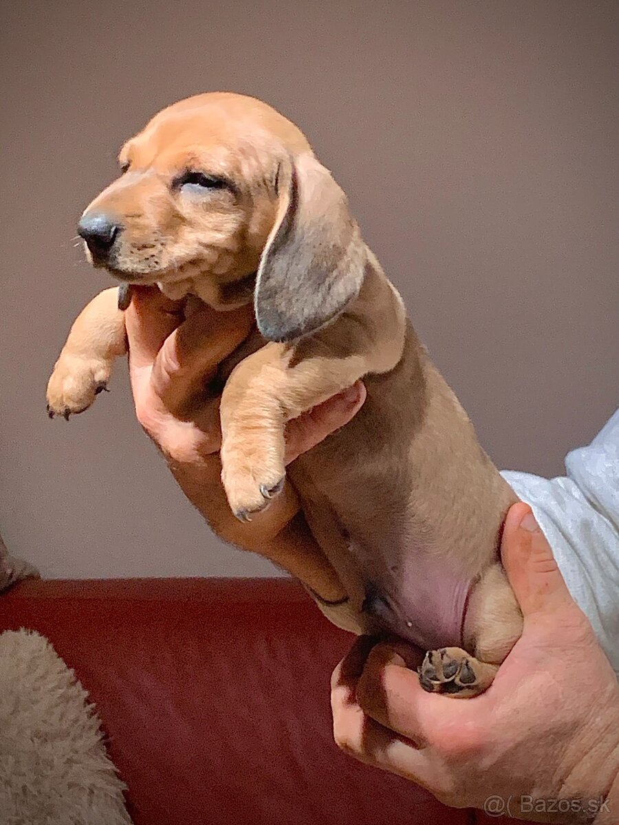 Jezevčík trpasličí merle - 11