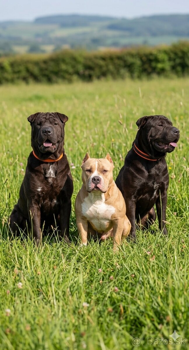 Crossbreed bully 75% - 11
