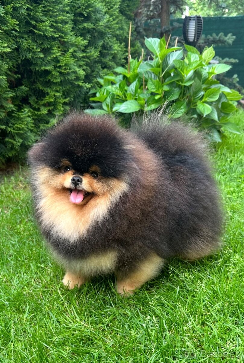 Pomeranian s pp FCI - 11