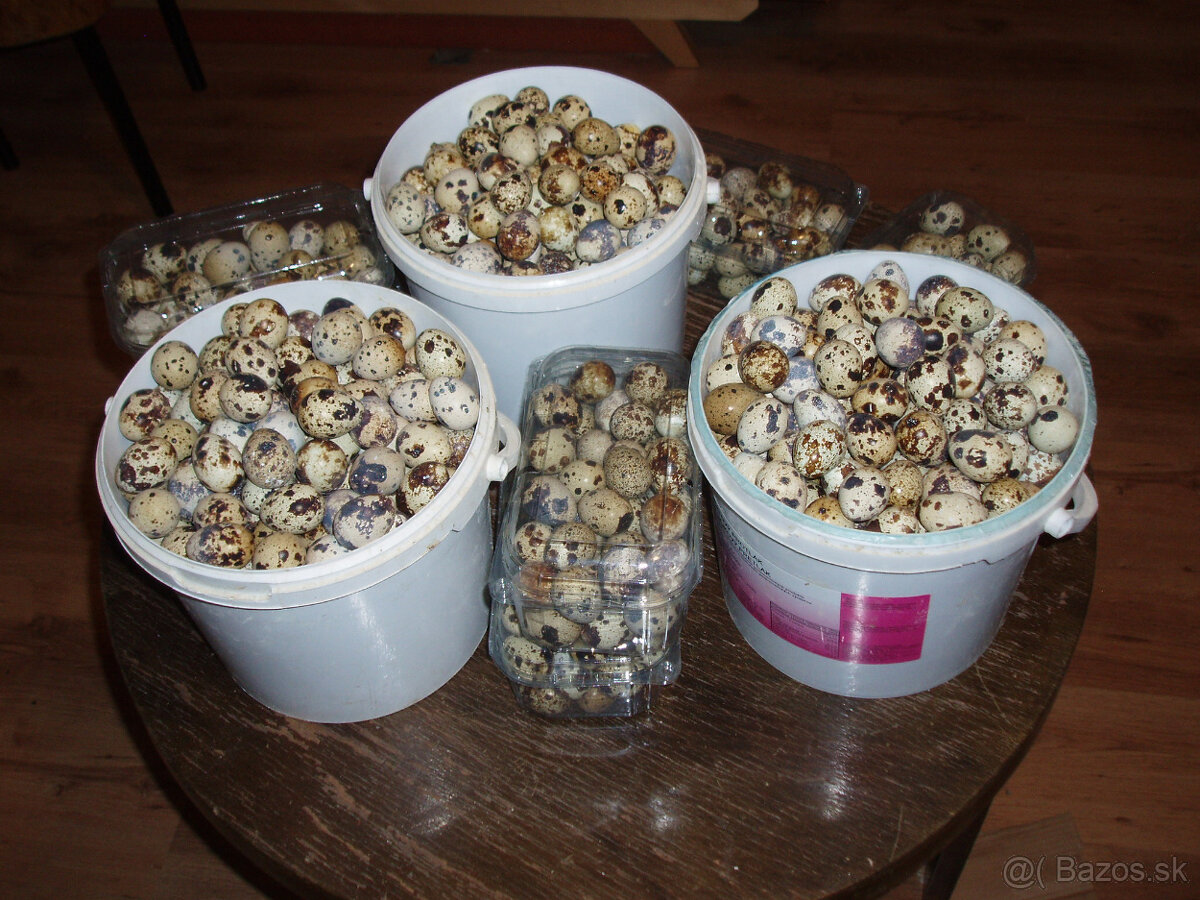 prepeličie vajíčka - 11