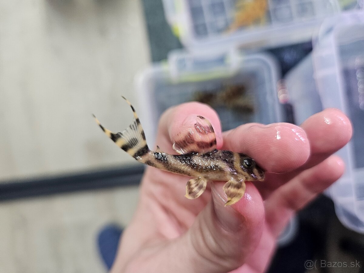 L 333 Gold line AAA - odchov - 11