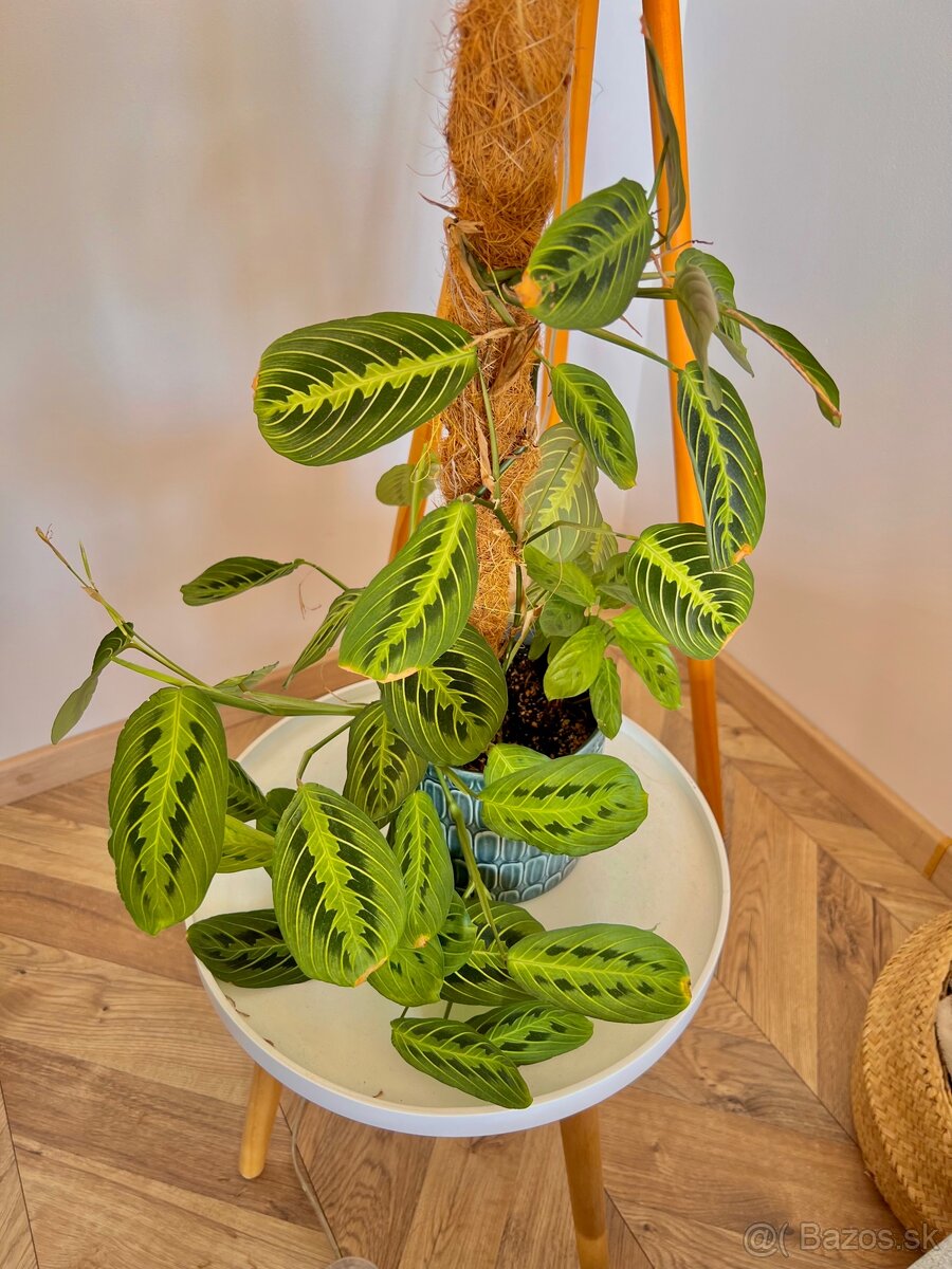 Raritné rastliny - 11