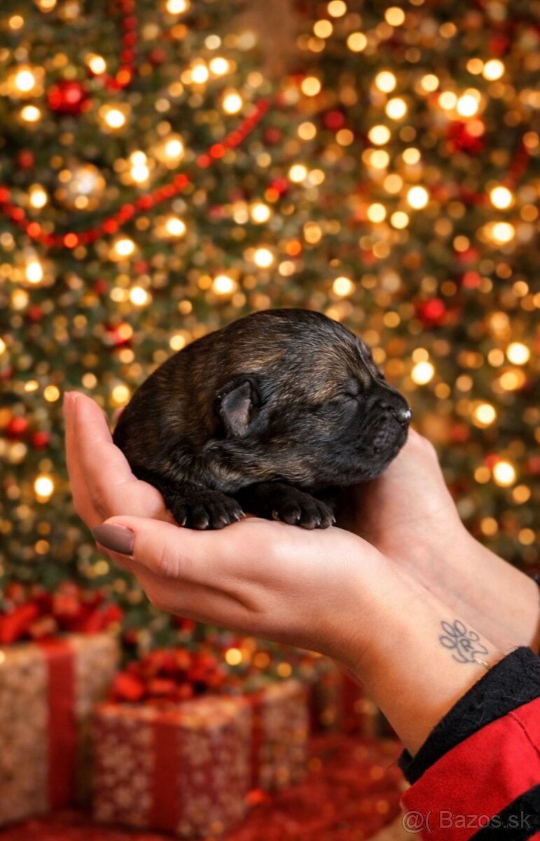 Nemecký ovčiak s PP - 11