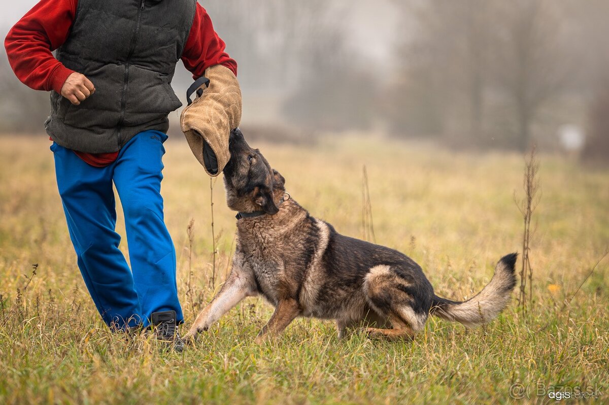 Nemecký ovčiak šteniatka s PP WORK line - 11