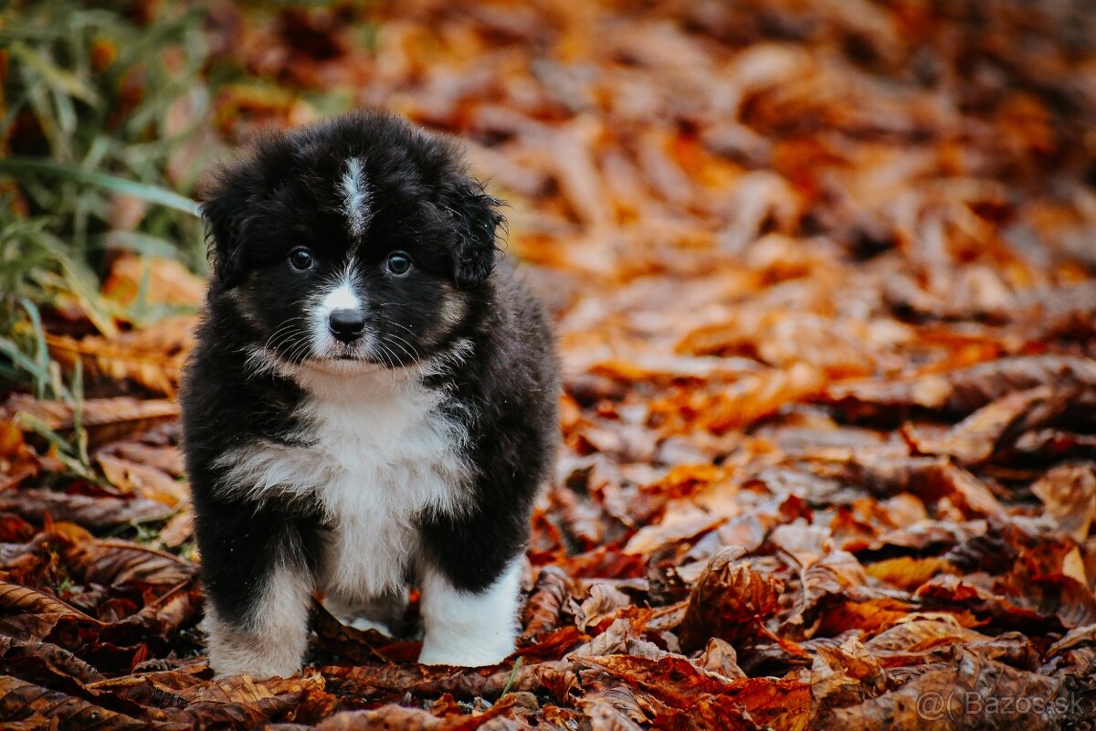 Miniatúrny americký ovčiak - 11