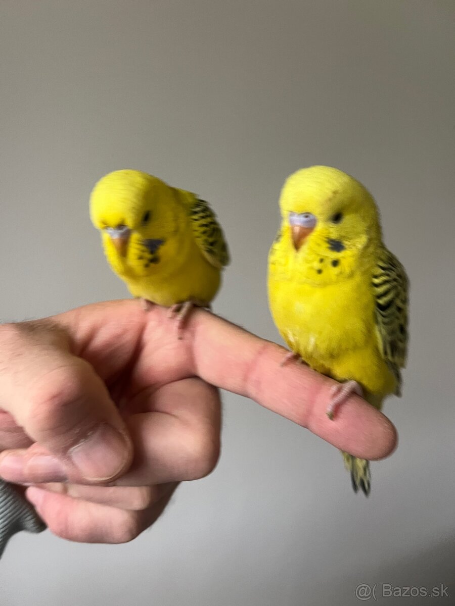 Andulka TCB Maznačik - 11