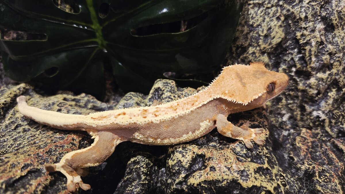 pagekón riasnatý - 11