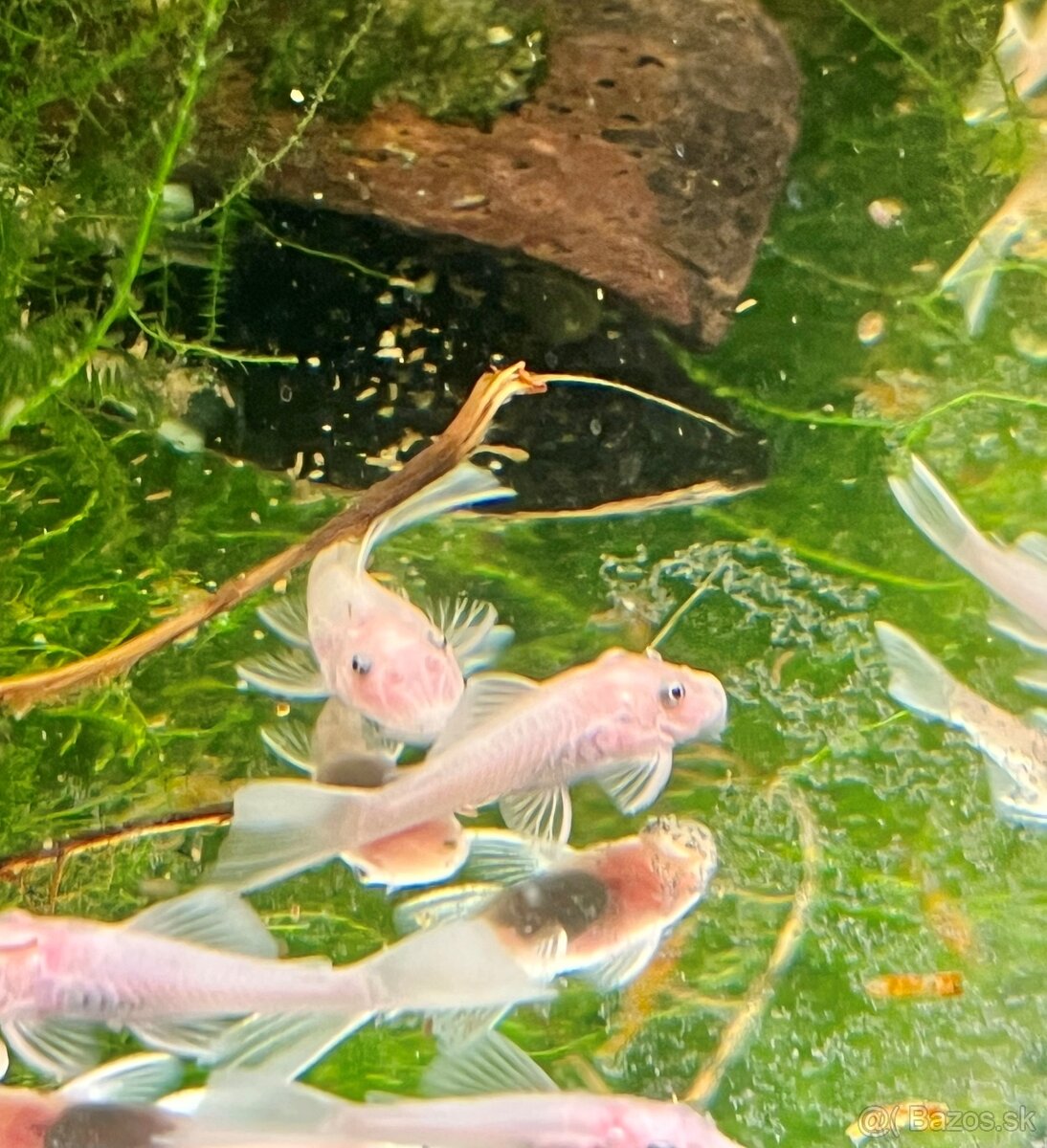 gupky (čisté formy) - 11