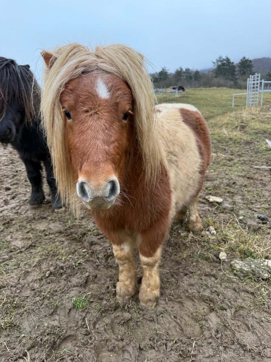 Mini poníky - 11