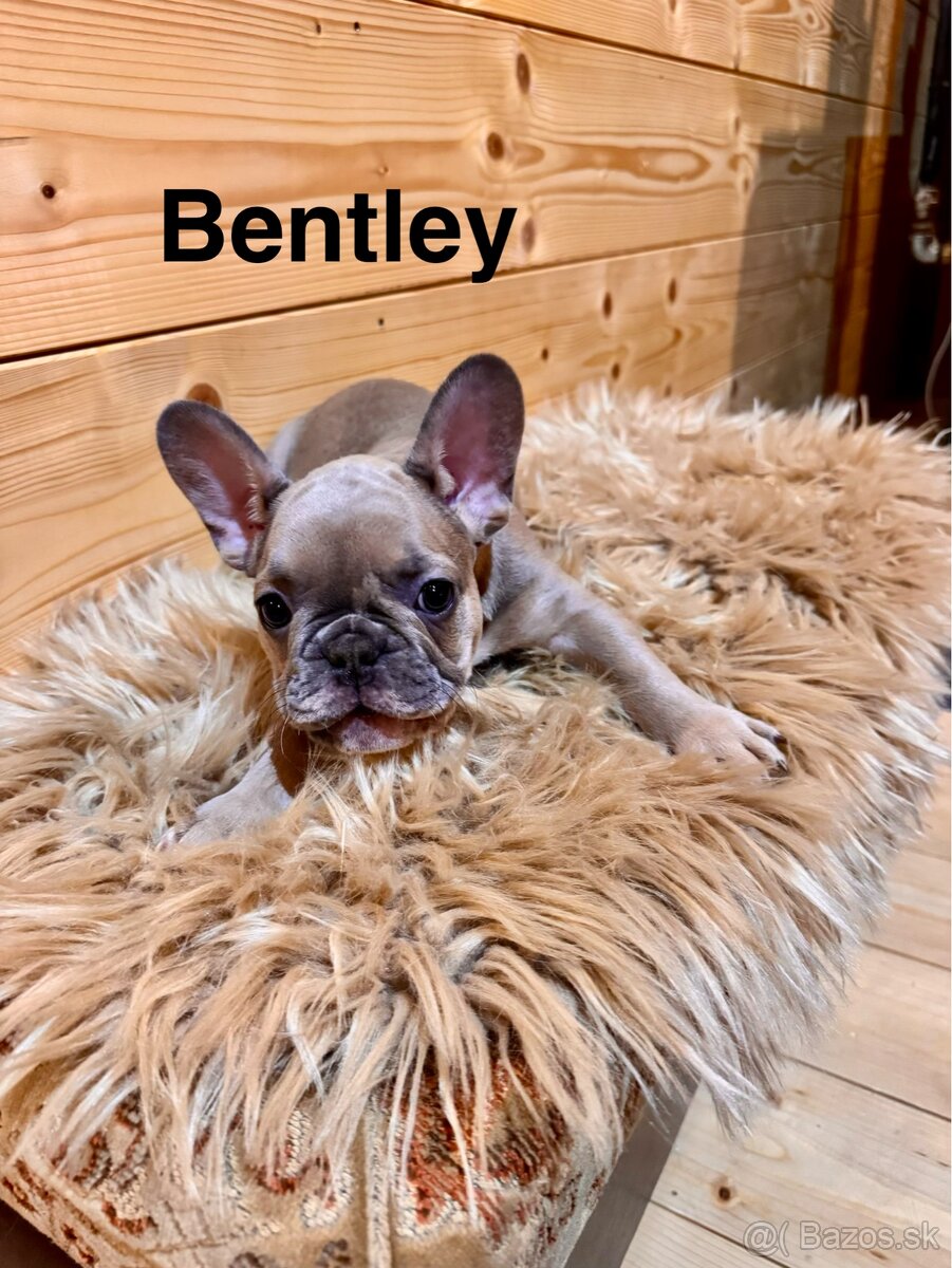 Francúzsky buldoček s PP - 11