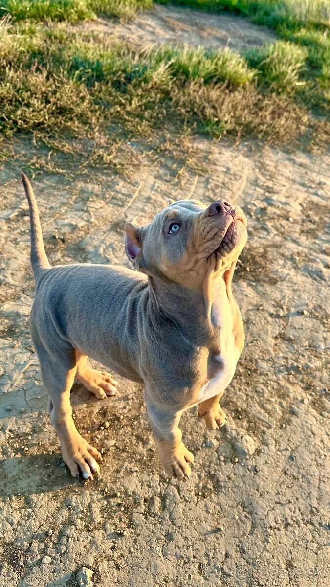 American Bully XL (Pitbull XXL) - 11