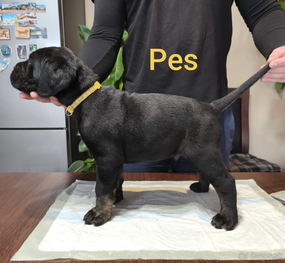 Cane Corso bez PP - 11