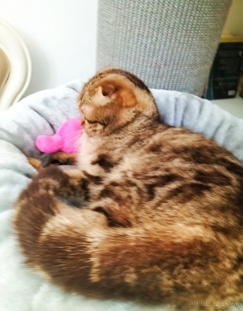 ŠKÓTSKE MAČKY s PP/ F. TICA - 11