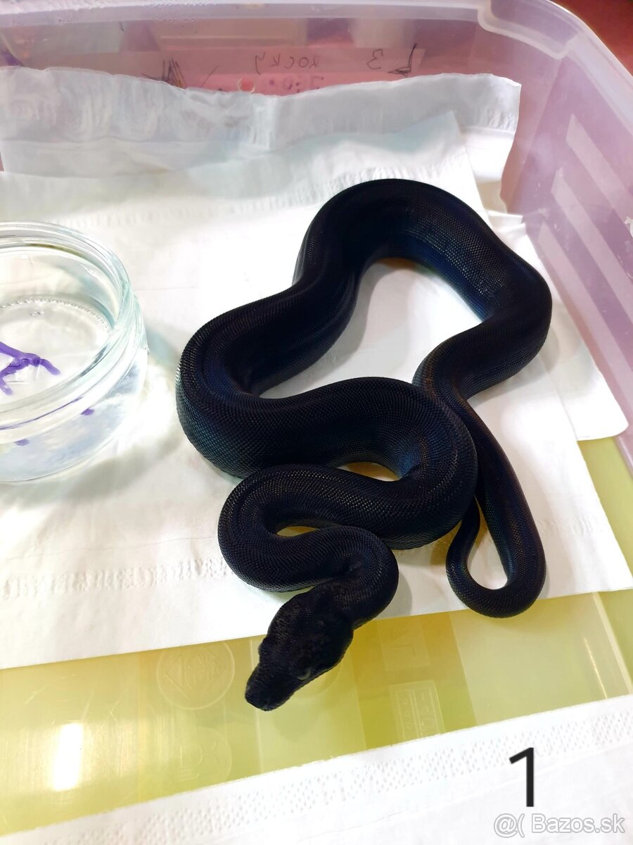 Veľhad královský - 11