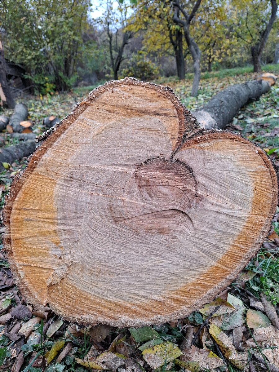 Čerešňove drevo v surovom stave guĺatina - 11