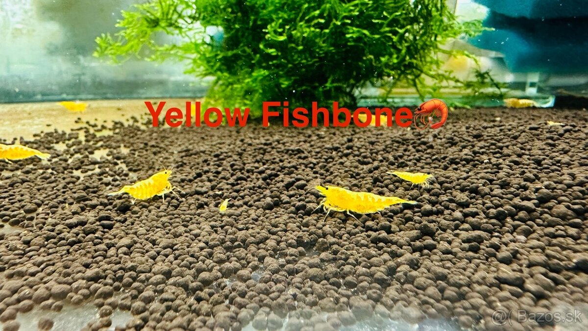 Premium Krevetky Neocaridna a Caridina - OSOBNY ODBER POPRAD - 11