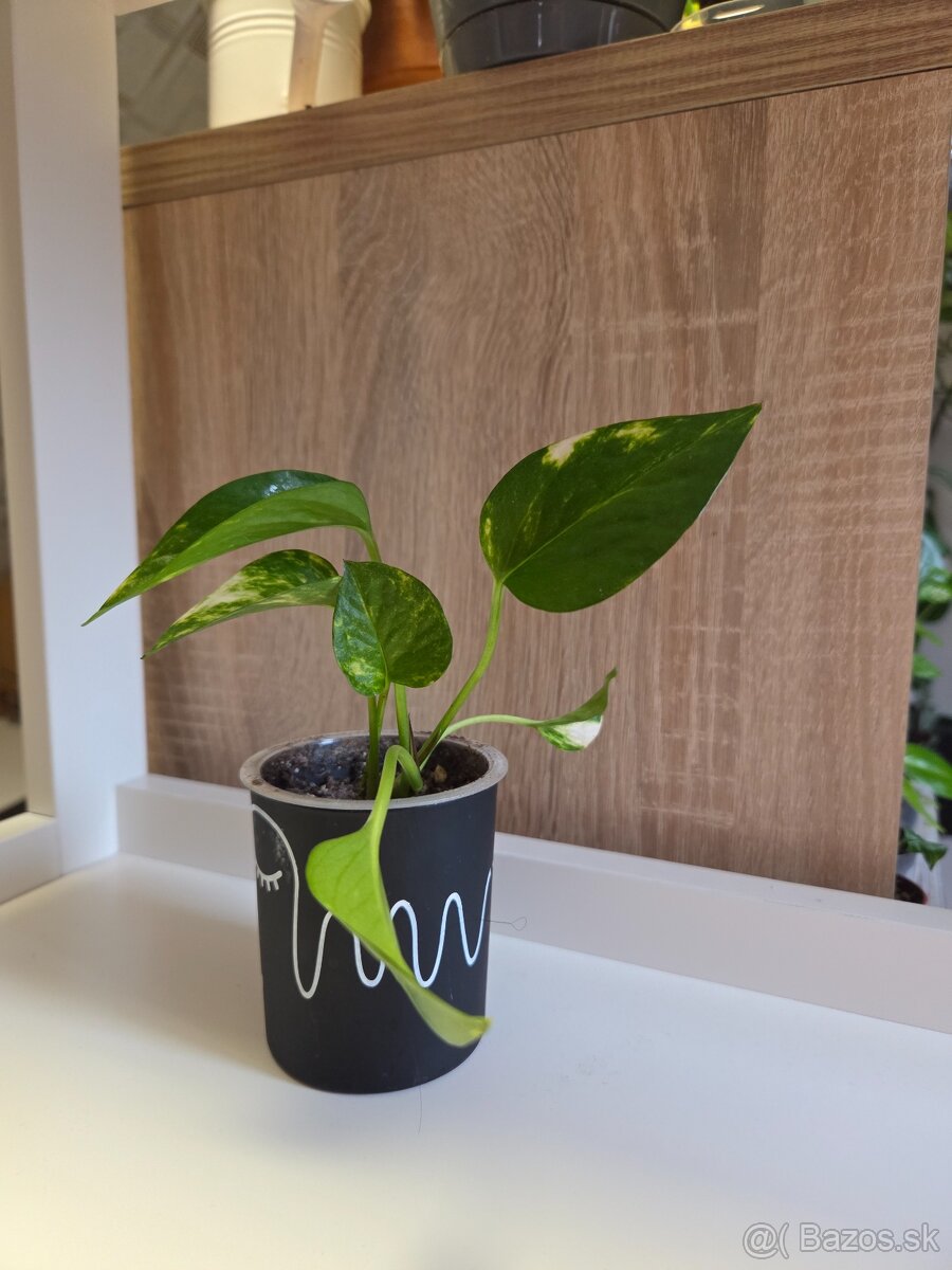 Izbové rastliny - 11
